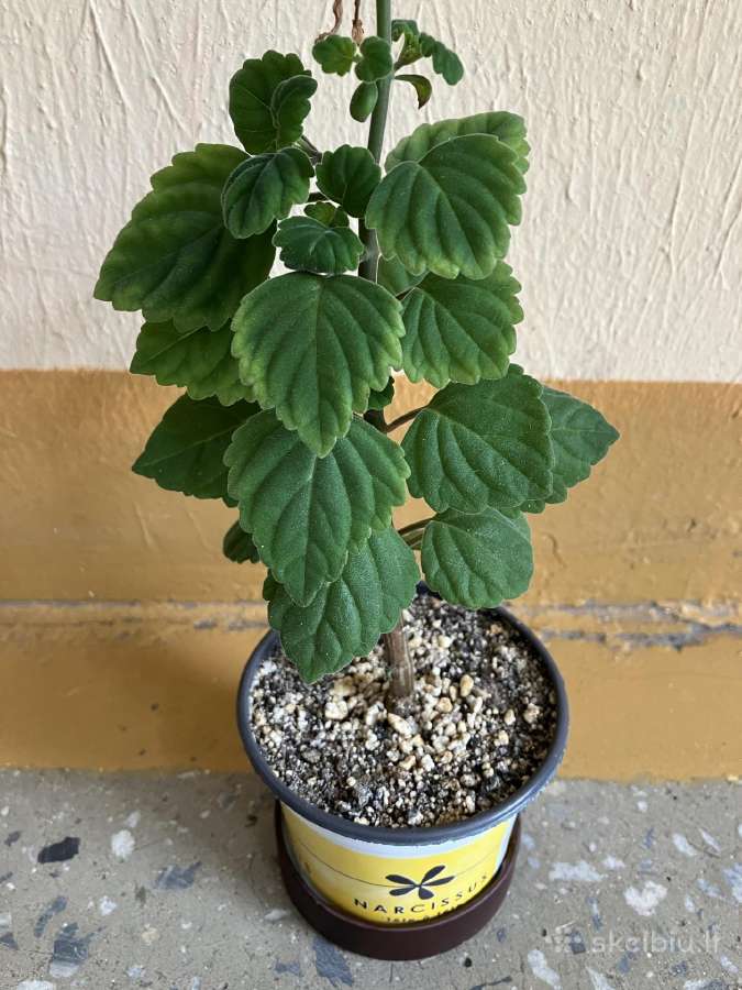Plectranthus ernstii bonsas