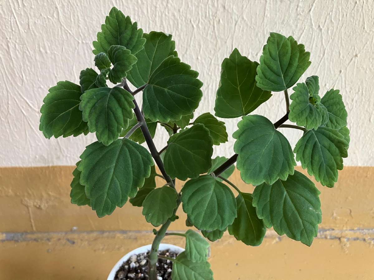Plectranthus ernstii bonsas - nuotraukos Nr. 2
