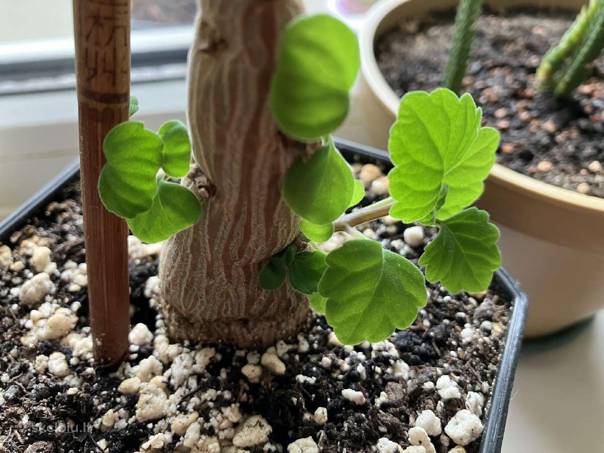 Plectranthus ernstii bonsas - nuotraukos Nr. 3