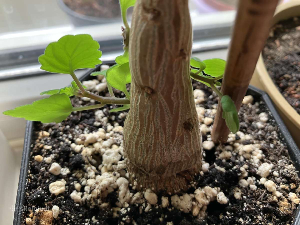 Plectranthus ernstii bonsas - nuotraukos Nr. 4