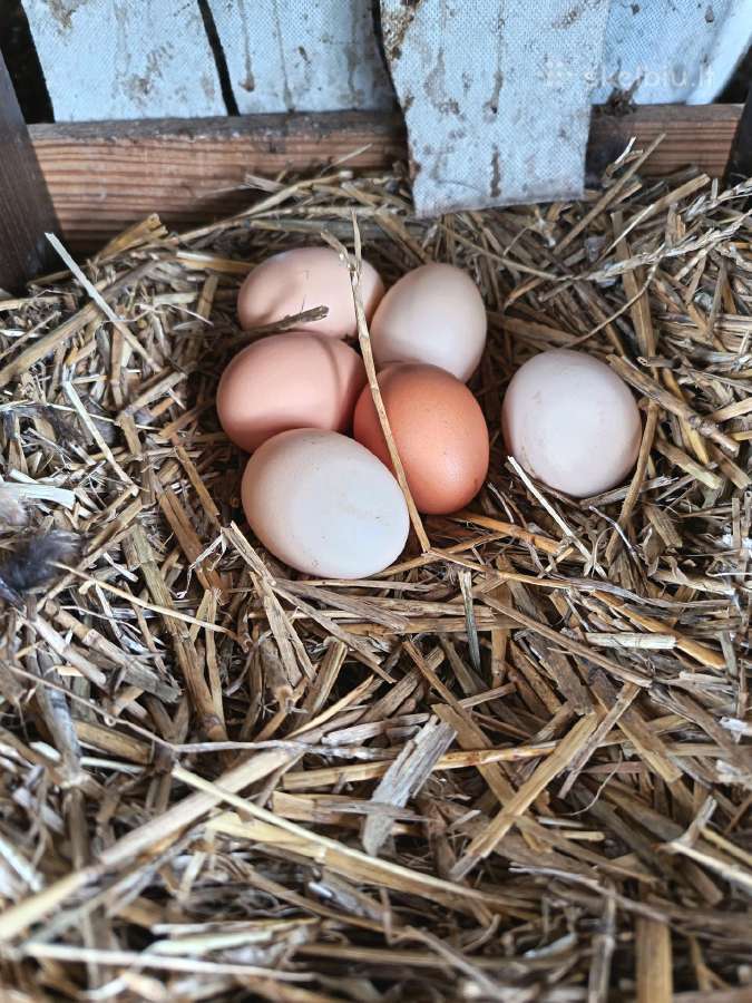 Naminiai kiaušiniai parduodu - nuotraukos Nr. 2