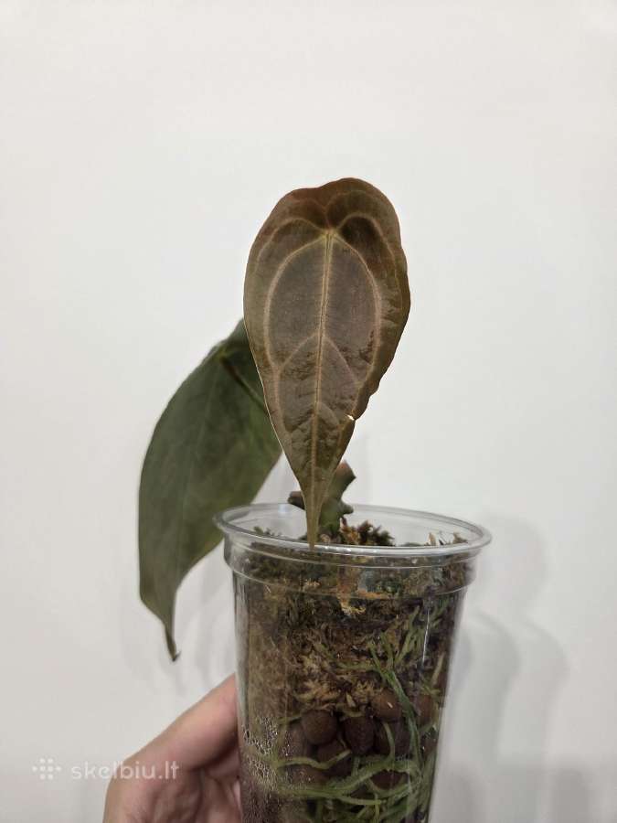 Anthurium Forgetii Hybrid