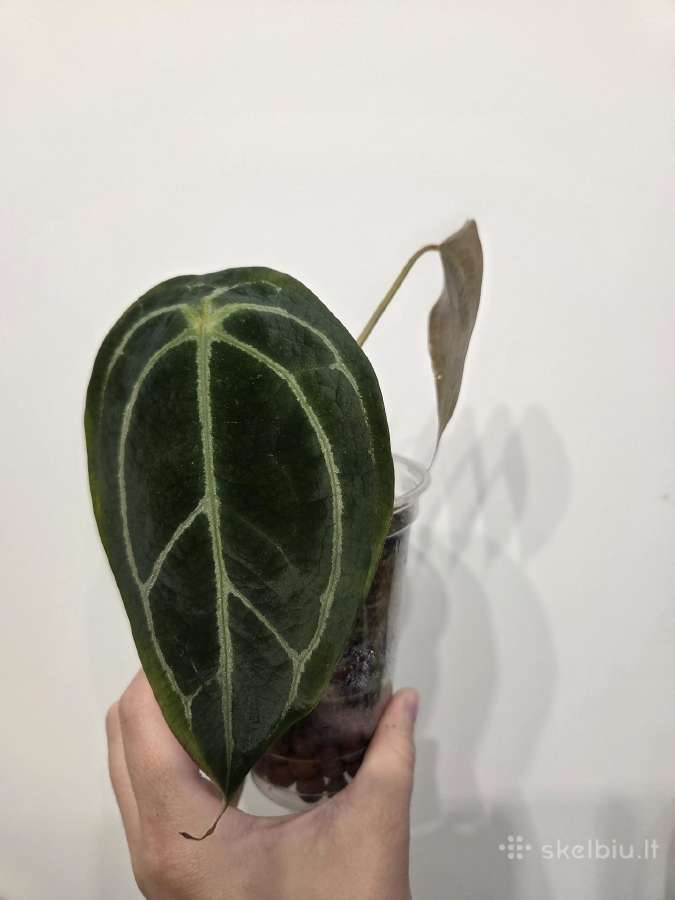 Anthurium Forgetii Hybrid - nuotraukos Nr. 2