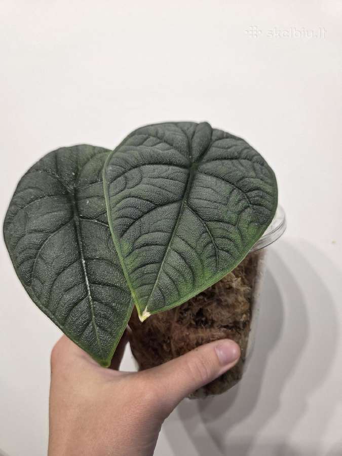 Alocasia Melo