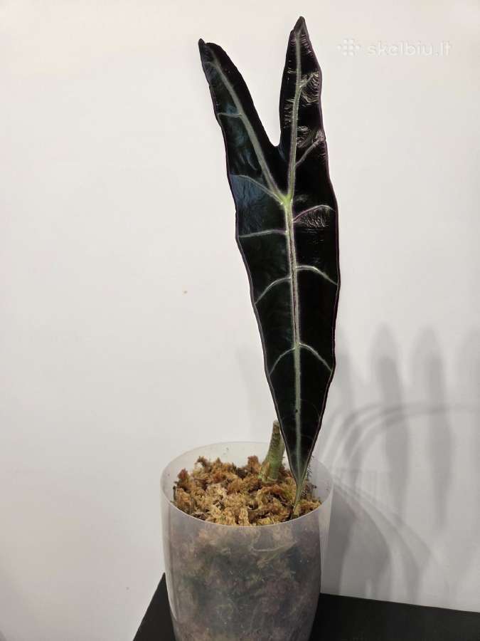 Alocasia Longiloba Purple