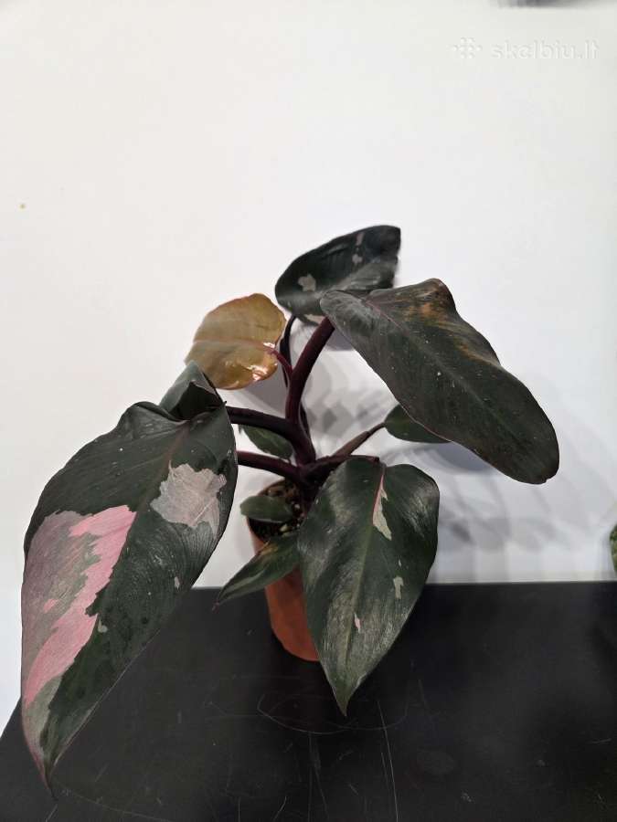 Philodendron Pink Princess ir Anthurium