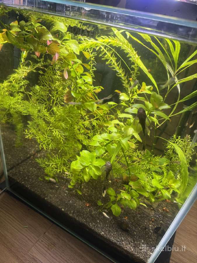 Aquael 50 litru akvariumas