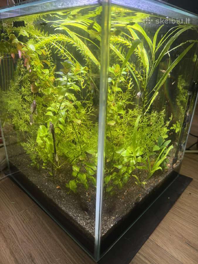 Aquael 50 litru akvariumas - nuotraukos Nr. 3