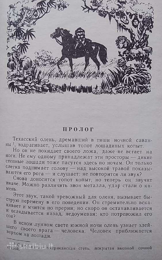 Raitelis be galvos - nuotraukos Nr. 4