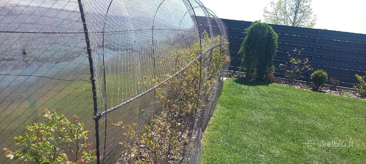 Apsauga Vynuogėms, šilauogėms , serbentai, vyšnios - nuotraukos Nr. 2