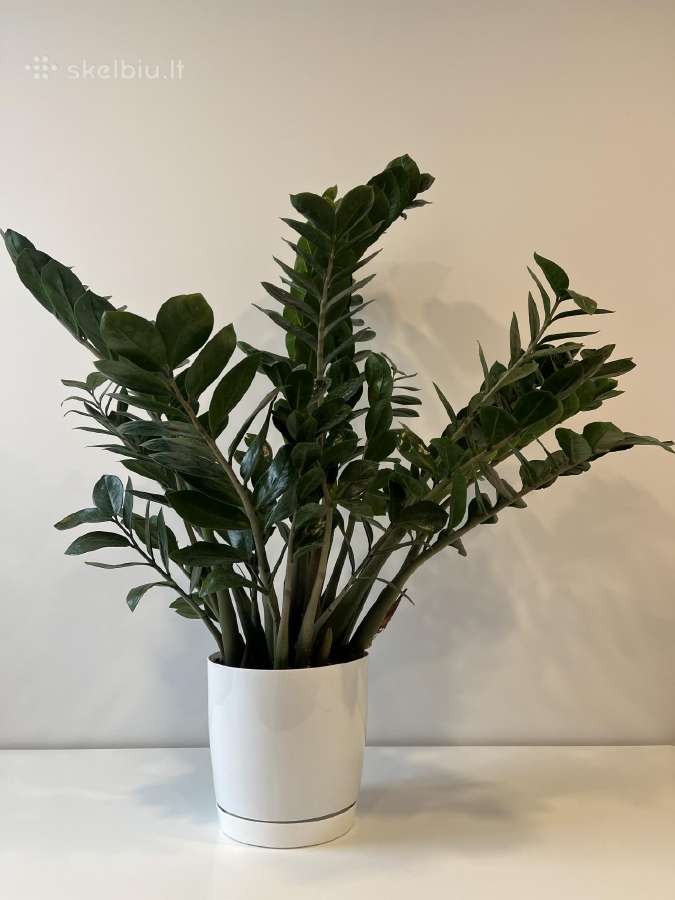 Sveikas, didelis zamiokulkas 94 cm (Pinigų medis)