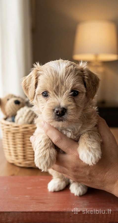Maltipoo - nuotraukos Nr. 6