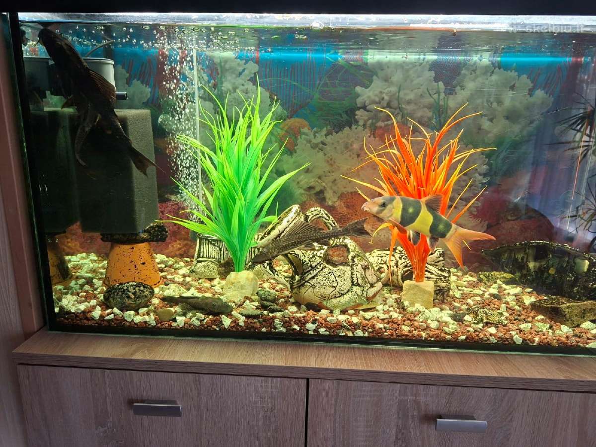 Akvariumas 200 litru