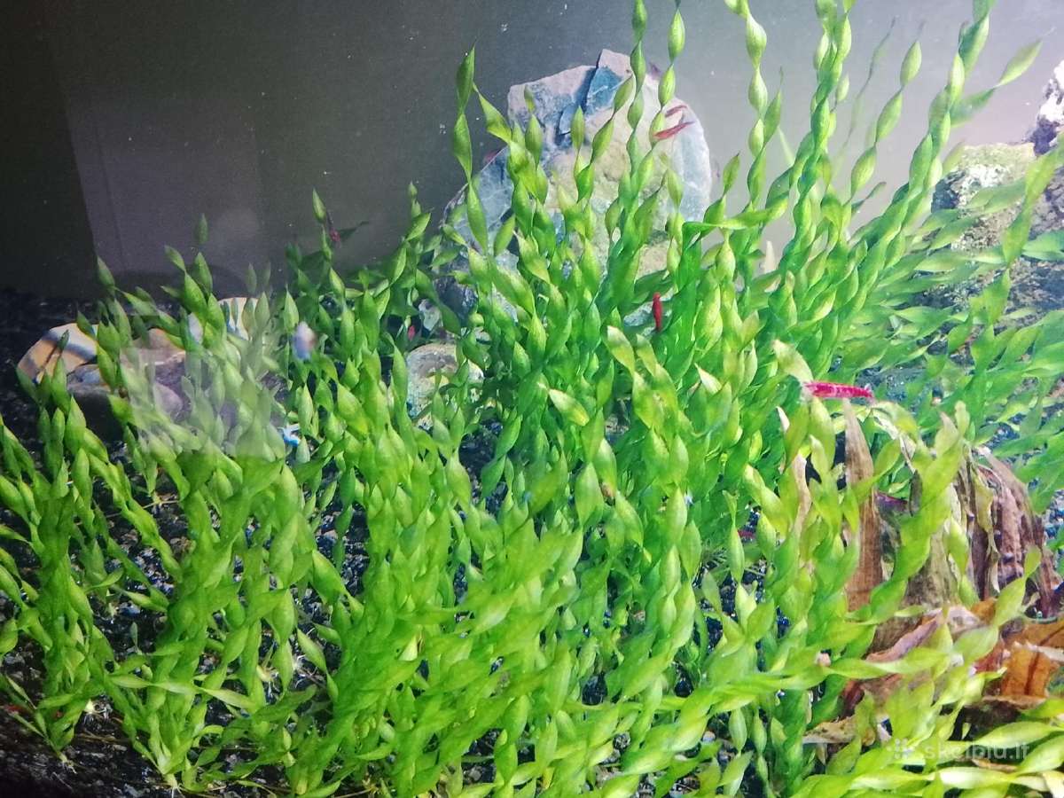 Akvariumo augalai - nuotraukos Nr. 2