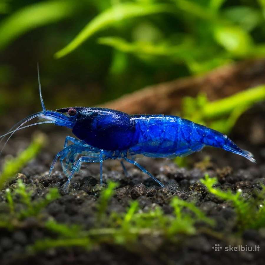 Akvariumo augalai - nuotraukos Nr. 3
