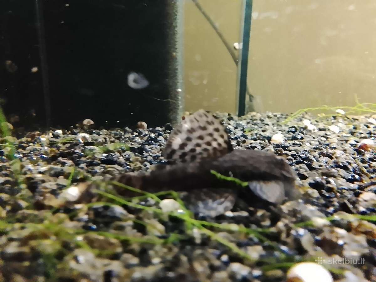 Akvariumo augalai - nuotraukos Nr. 4
