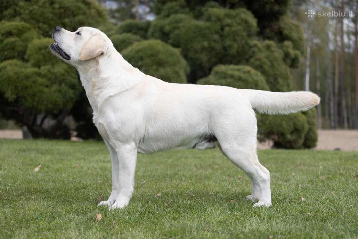 Labradoro retriveris reproduktorius kergimui - nuotraukos Nr. 3