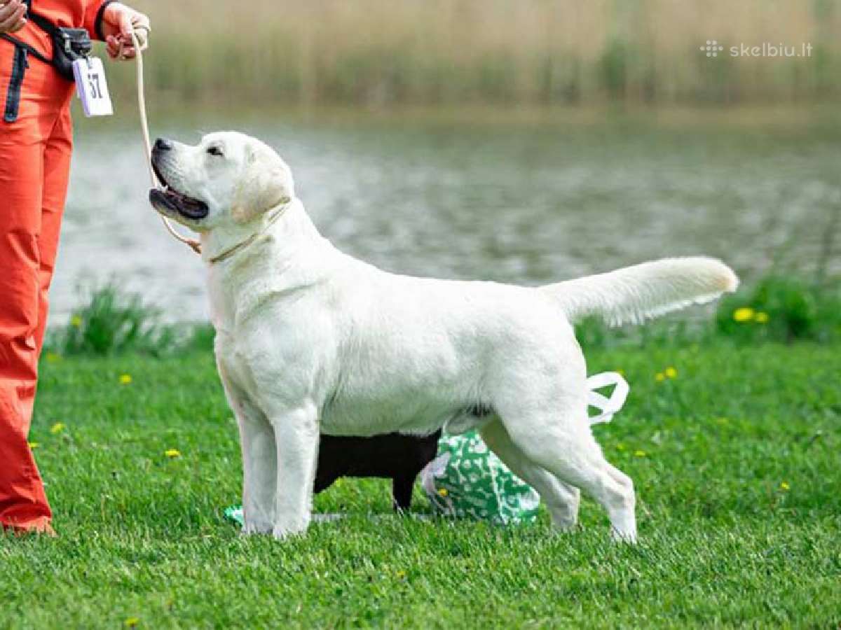 Labradoro retriveris reproduktorius kergimui - nuotraukos Nr. 7