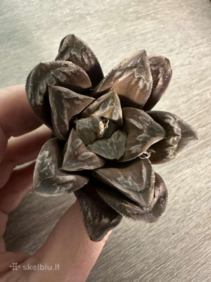 Parduodu haworthia hibrid, sukulentas