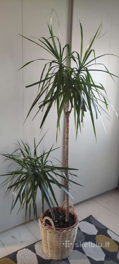 Dracena dviejų stiebų