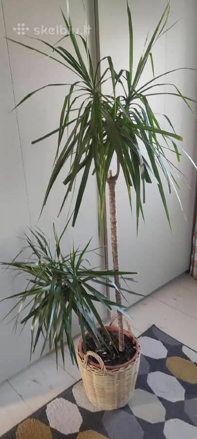 Dracena dviejų stiebų - nuotraukos Nr. 2