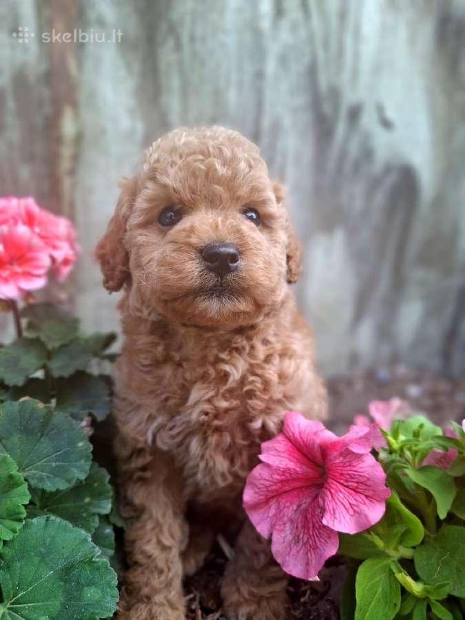 Maltipoo