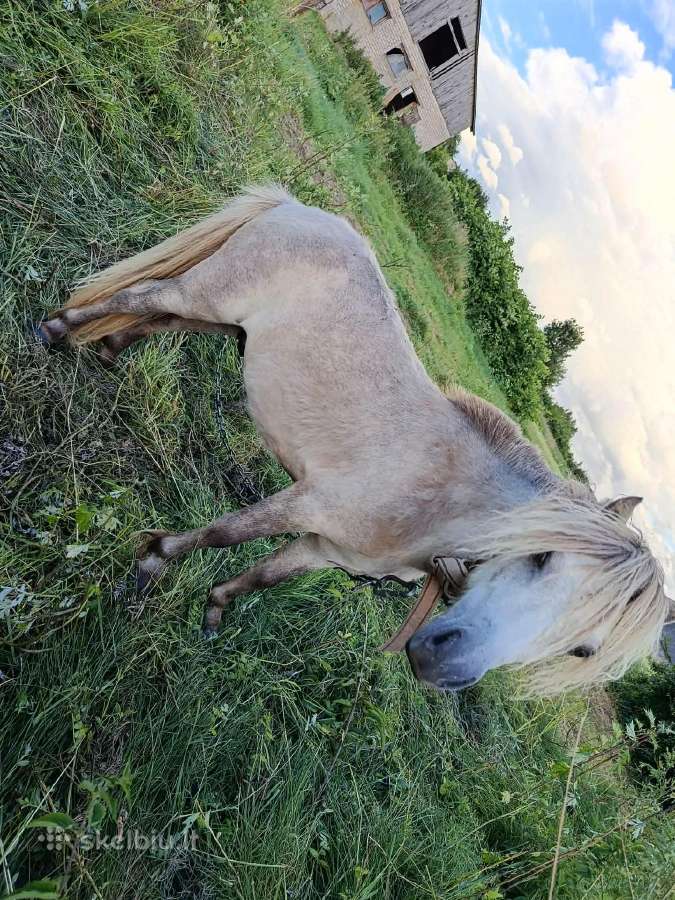 Ponis