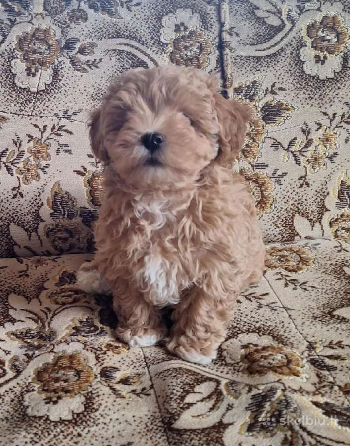 Maltipoo šuniukai
