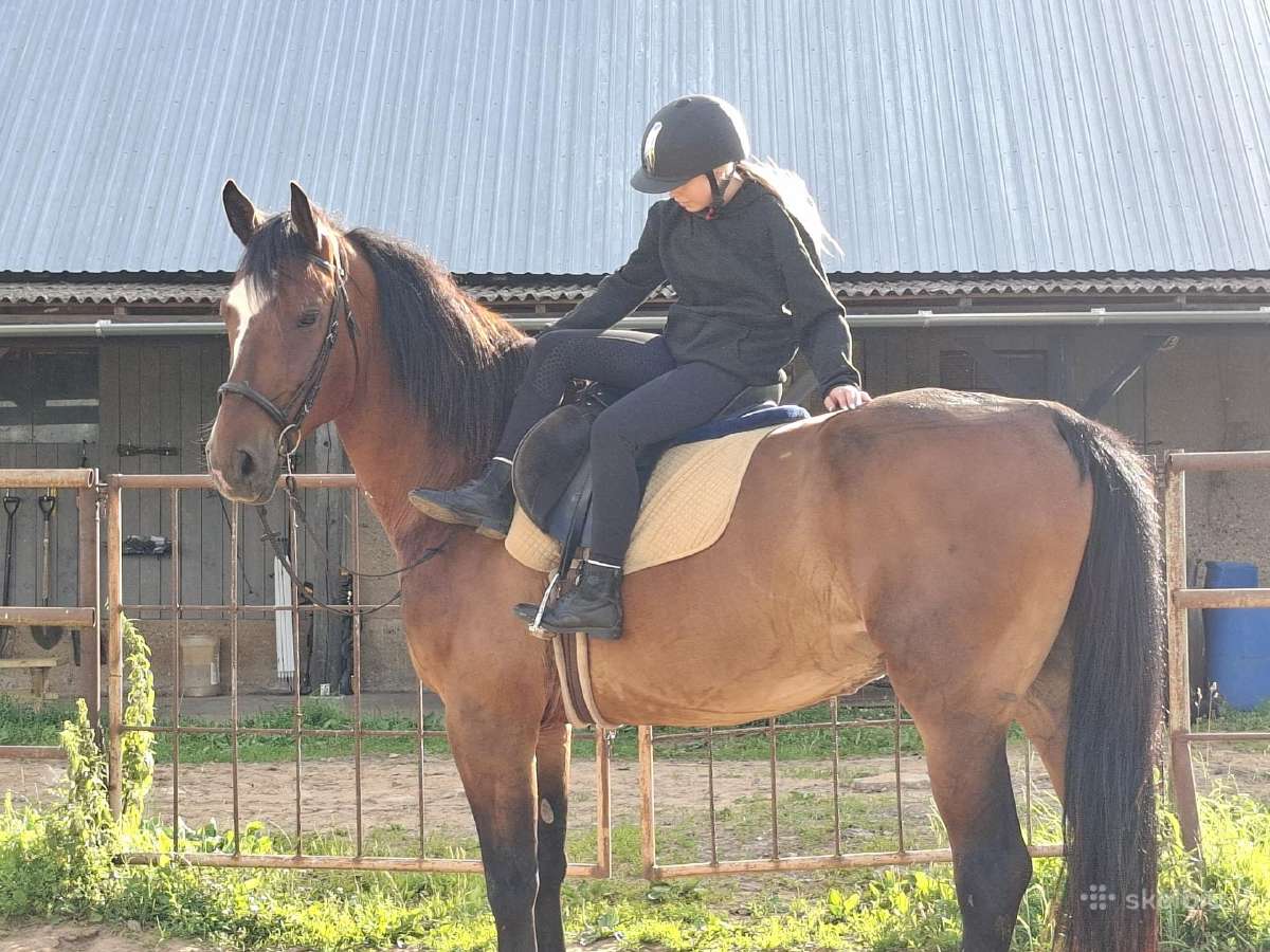 8m kastratas