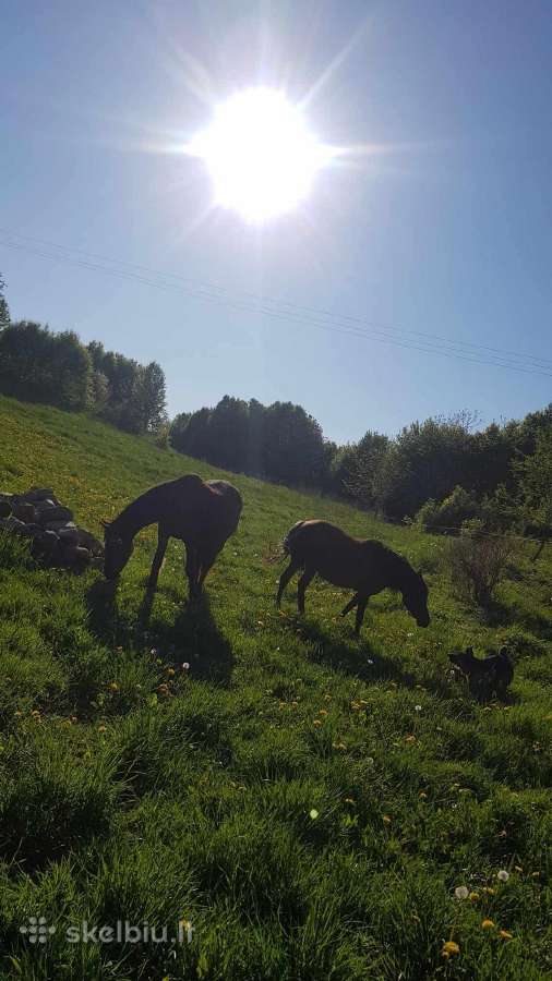 Stiklo pluošto kuoliukai elektriniam piemeniui - nuotraukos Nr. 4