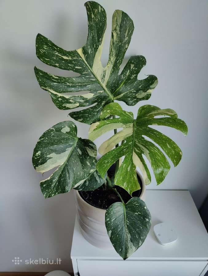 Monstera Thai Constellation