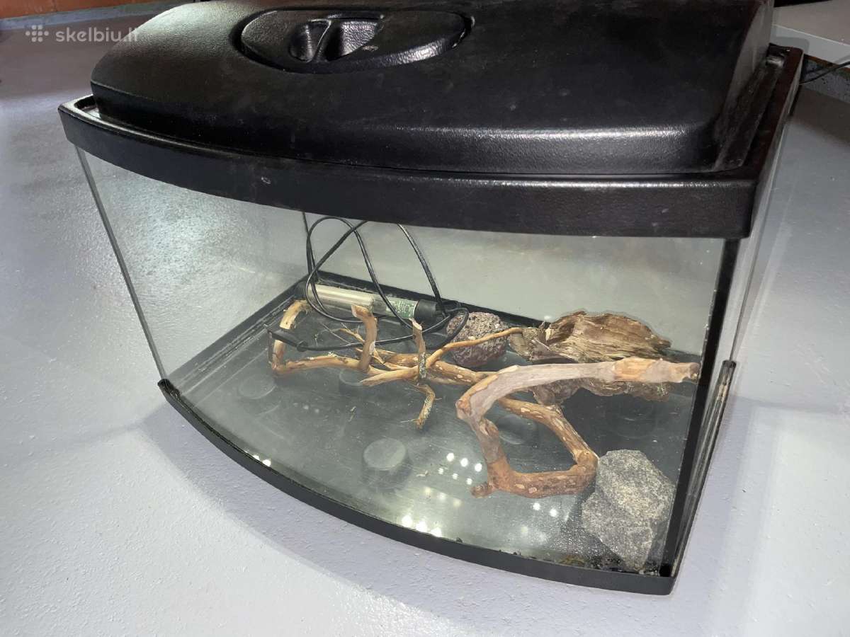 Nedidelis akvariumas