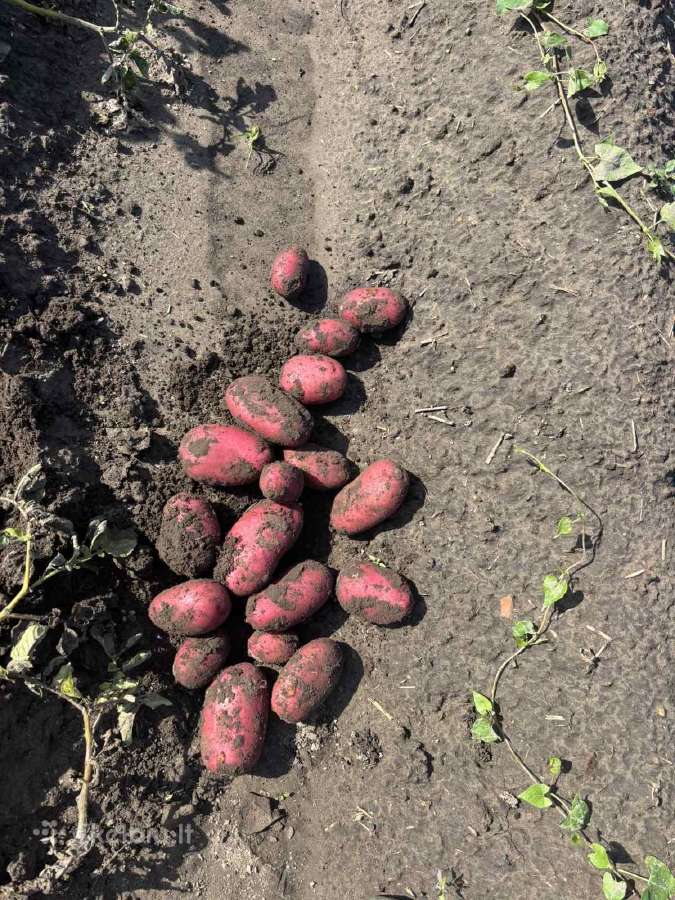 Bulvės didmaišiais arba fasuotos - nuotraukos Nr. 2