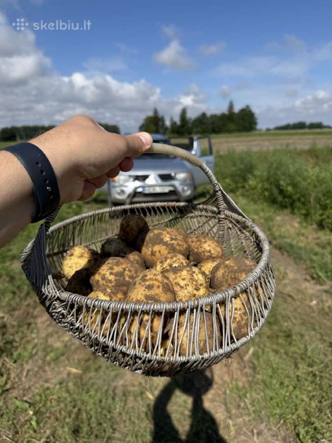 Bulvės didmaišiais - tiesiai iš lauko - nuotraukos Nr. 2