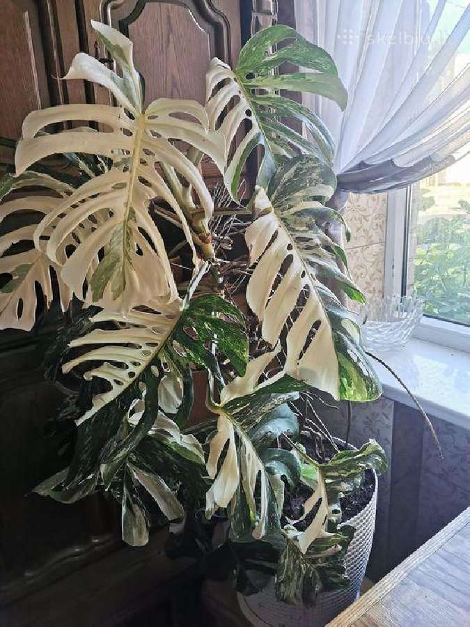 Monstera Albo Variagata
