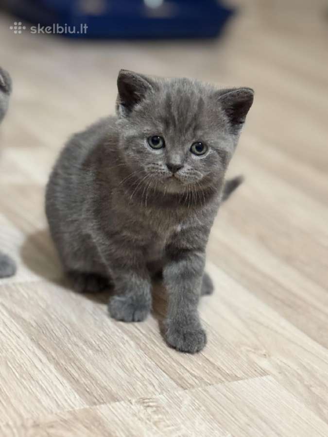 Škotų stačiaausis katinėlis