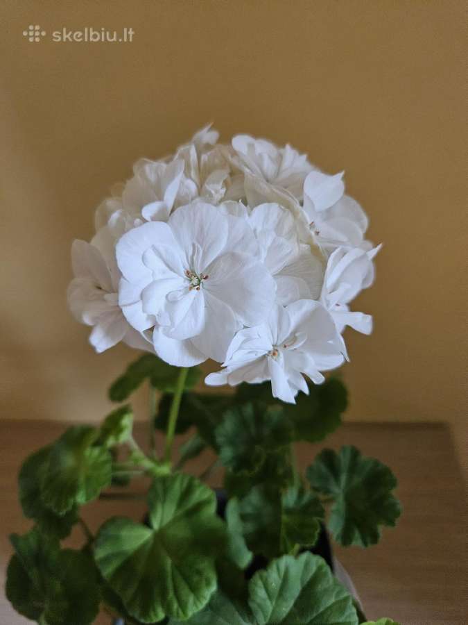 Pelargonija