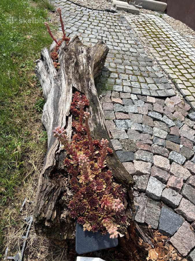 Braškių , žemuogių daigai, aviečių daigai kaštonai - nuotraukos Nr. 34