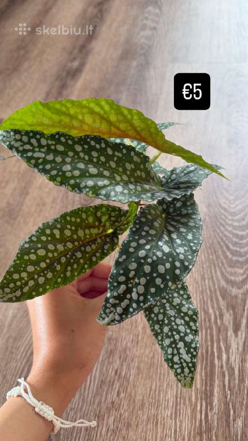 Begonia Maculata Karpinukai