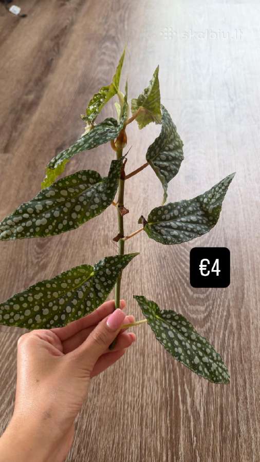 Begonia Maculata Karpinukai - nuotraukos Nr. 2