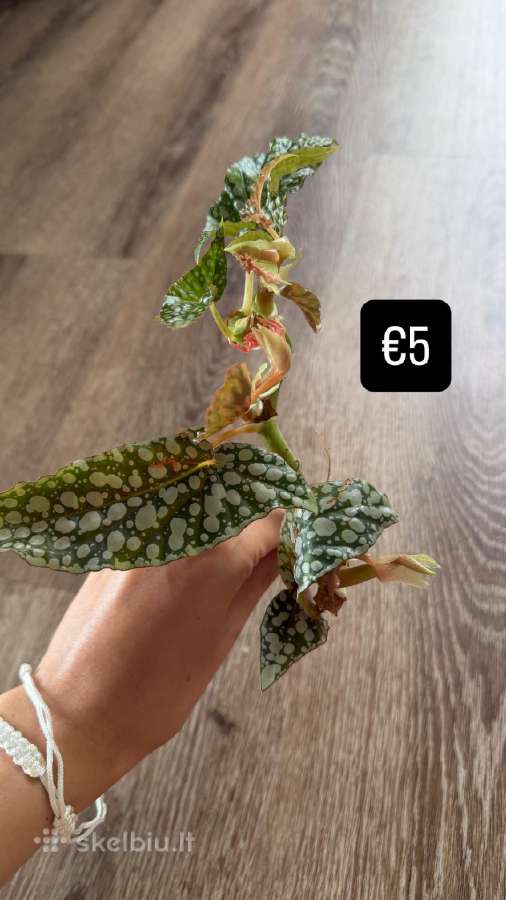 Begonia Maculata Karpinukai - nuotraukos Nr. 3
