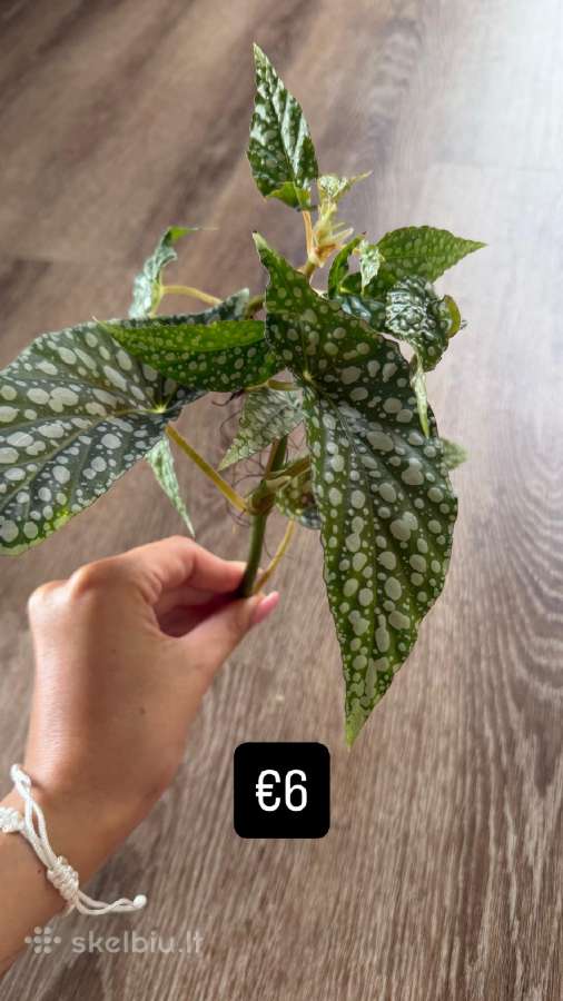 Begonia Maculata Karpinukai - nuotraukos Nr. 4