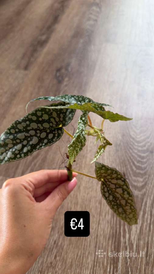 Begonia Maculata Karpinukai - nuotraukos Nr. 5