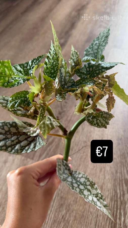 Begonia Maculata Karpinukai - nuotraukos Nr. 6