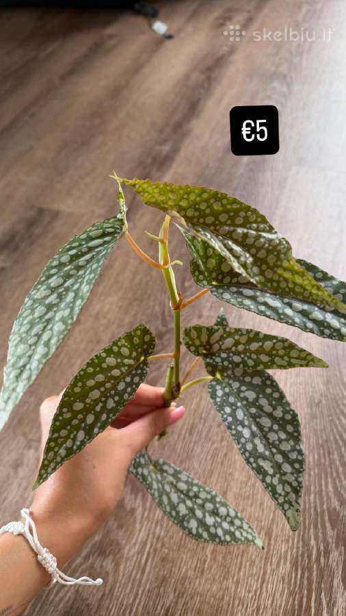 Begonia Maculata Karpinukai - nuotraukos Nr. 7