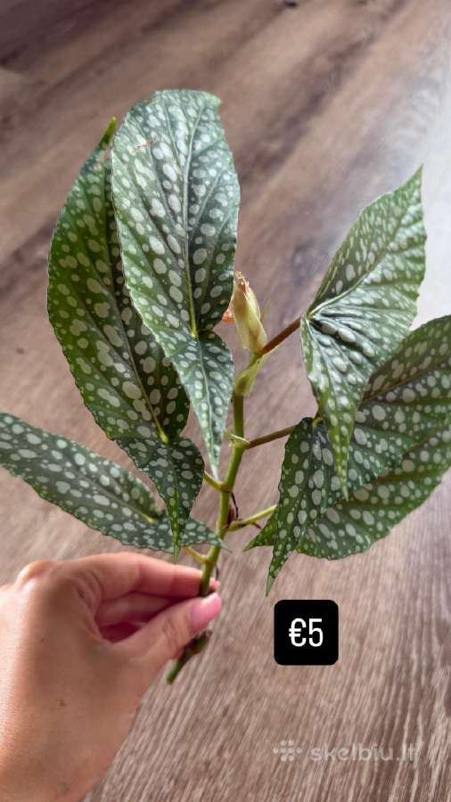 Begonia Maculata Karpinukai - nuotraukos Nr. 8