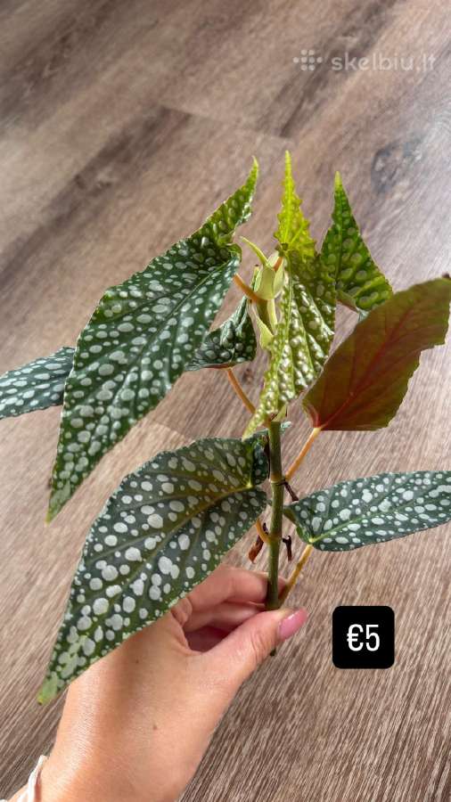 Begonia Maculata Karpinukai - nuotraukos Nr. 9