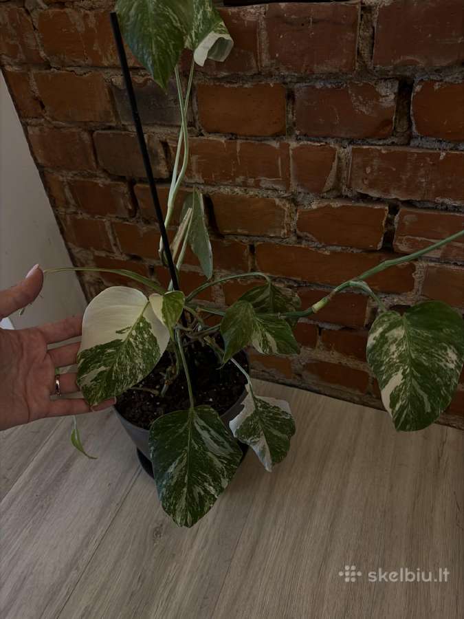 Monstera variagata
