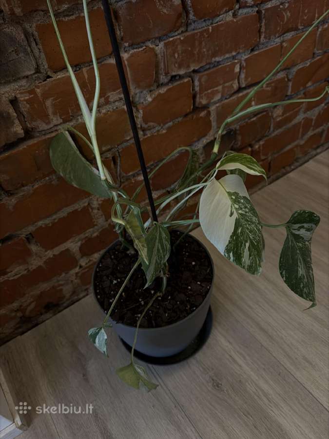 Monstera variagata - nuotraukos Nr. 2