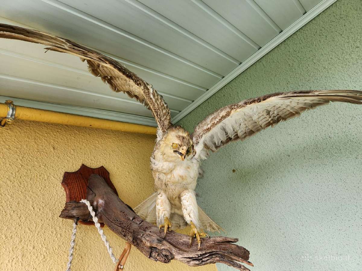 Paukščio iškamša